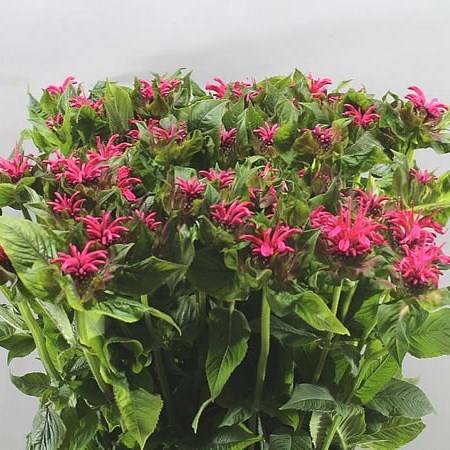 Monarda Liesbeth