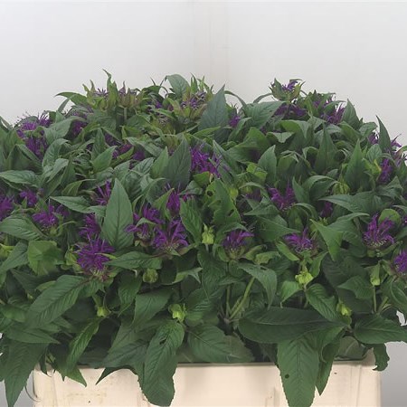 Monarda Othello
