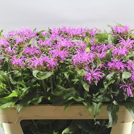 Monarda Pink Supreme
