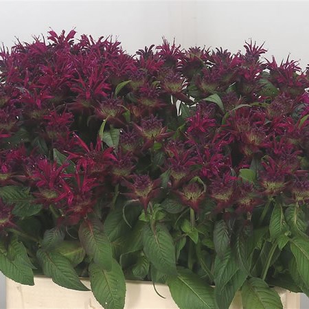 Monarda Purple Fountain