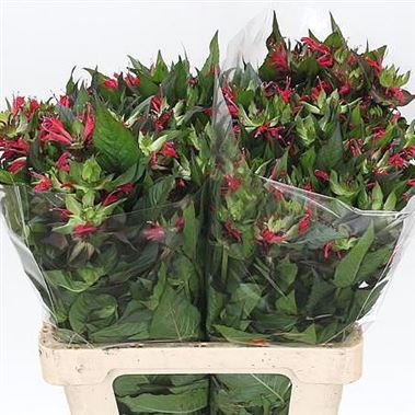 Monarda pico bello