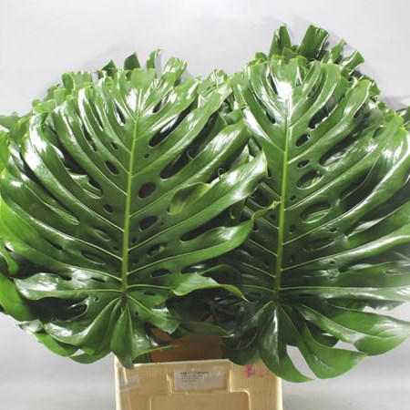 Monstera Leaves