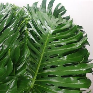 Monstera Leaves