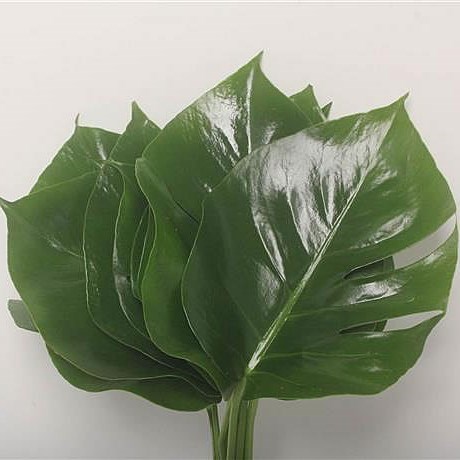 Monstera Leaves