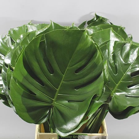 Monstera Leaves