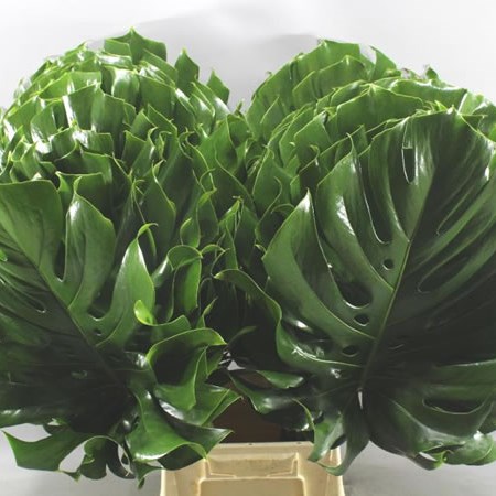 Monstera Leaves