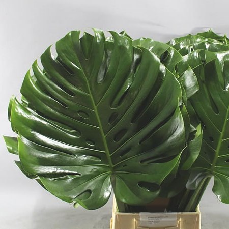 Monstera Leaves
