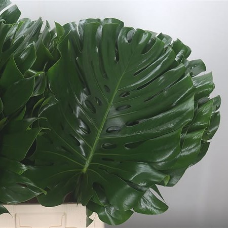 Monstera Leaves
