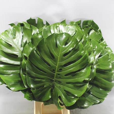 Monstera Leaves