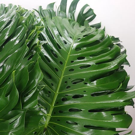 Monstera Leaves
