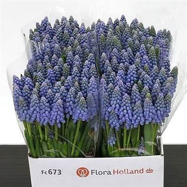 Muscari blue dream
