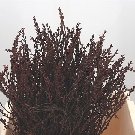 Myrica Gale