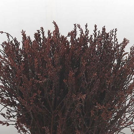 Myrica Gale