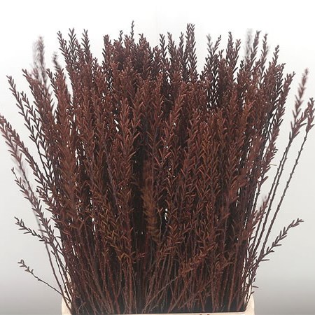 Myrica Gale (Extra)