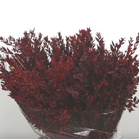Myrtle Red in Red Berry