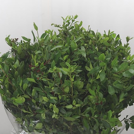 Myrtle Zeus