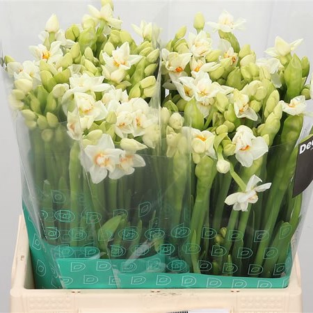 NARCISSUS ABBA