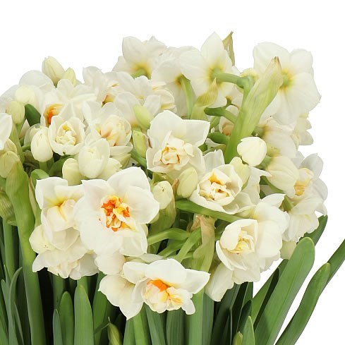 NARCISSUS - ABBA