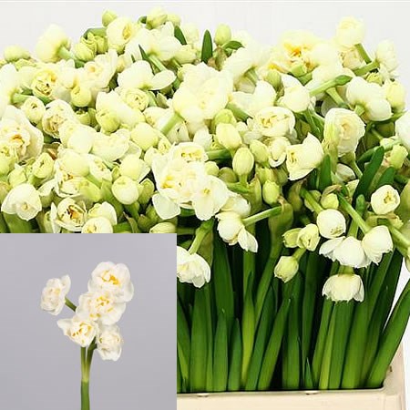 NARCISSUS BRIDAL CROWN