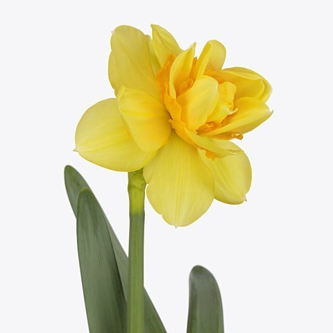 NARCISSUS - BRIGHT PARADISE