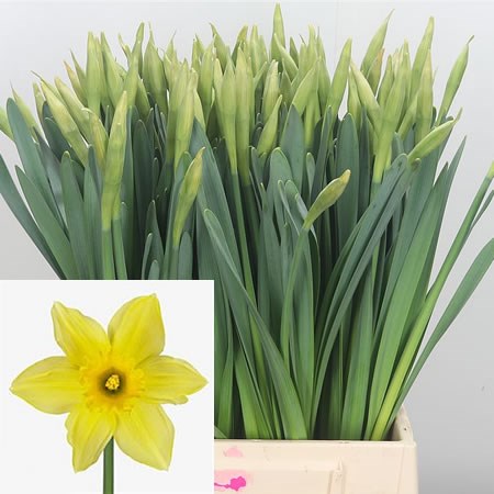 NARCISSUS - CARLTON