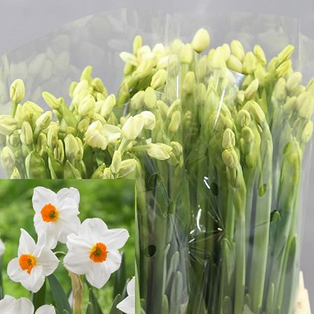 NARCISSUS CRAGFORD