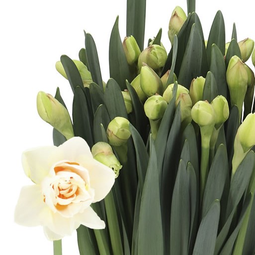 NARCISSUS - FLOWER PARADE