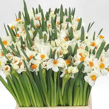 NARCISSUS - GERANIUM
