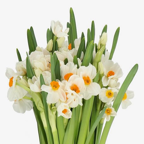 NARCISSUS GERANIUM 50cm | Wholesale Dutch Flowers & Florist Supplies UK