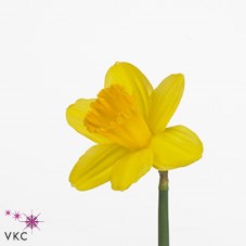 NARCISSUS - GIGANTIC STAR