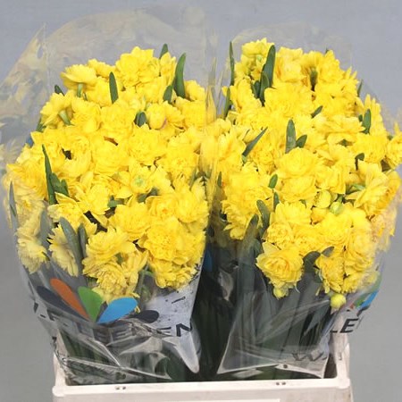 NARCISSUS GOLDEN RAIN