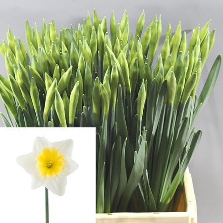 NARCISSUS ICE FOLLIES