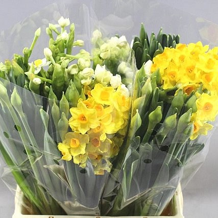 NARCISSUS MIX