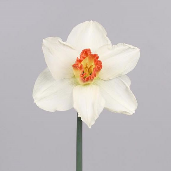 NARCISSUS - PINK CHARM