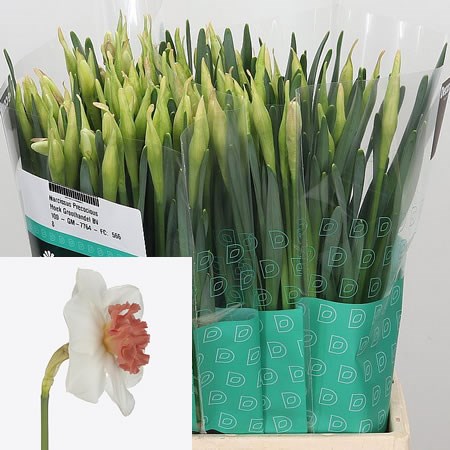 NARCISSUS PRECOCIOUS