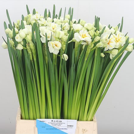 NARCISSUS SIR WINSTON CHURCHILL