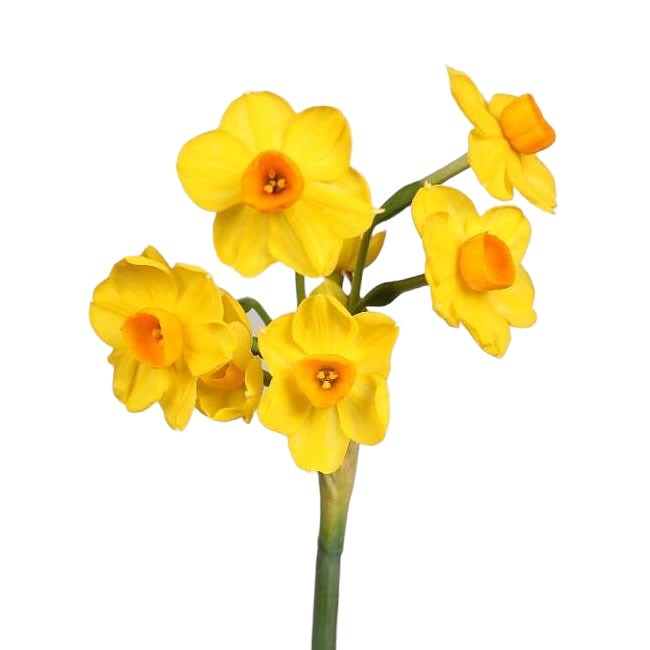 NARCISSUS - SOLE D'OR