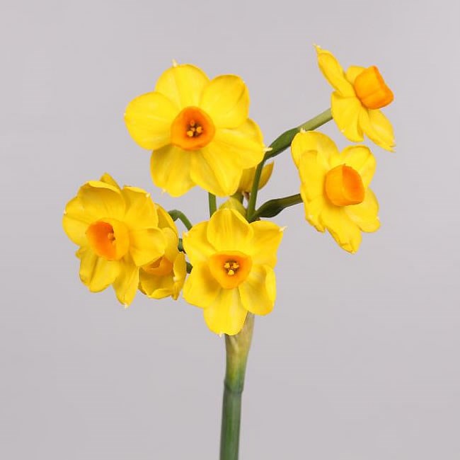 NARCISSUS - SOLE D'OR