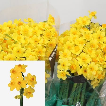 NARCISSUS SOLEIL D'OR