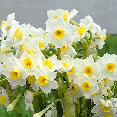 NARCISSUS - TAZETTA AVALANCHE