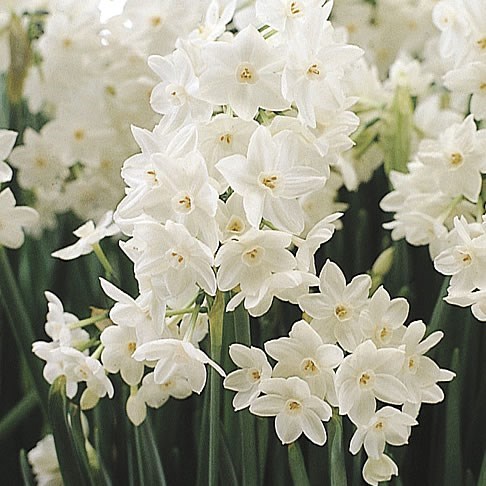 NARCISSUS - TAZETTA ZIVA