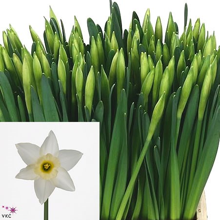 NARCISSUS WEDDING BELL