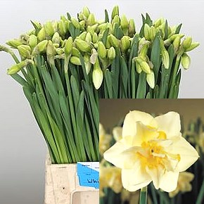NARCISSUS WHITE LION