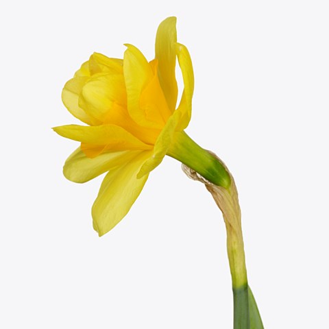 NARCISSUS YELLOW PARADISE