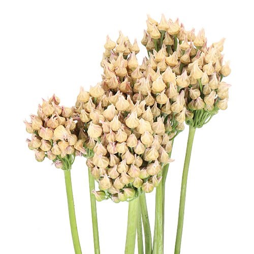 NECTAROSCORDUM AFTER BELLS