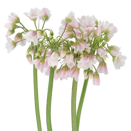 NECTAROSCORDUM SWEETY
