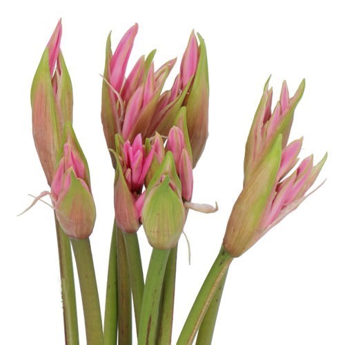NERINE BELLADIVA SMILLA