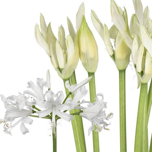 NERINE BIANCA PERLA
