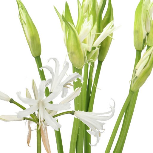 NERINE LIKE A VIRGIN