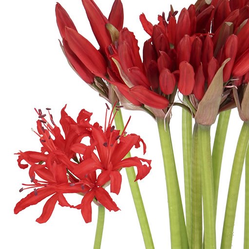 NERINE LYDIA